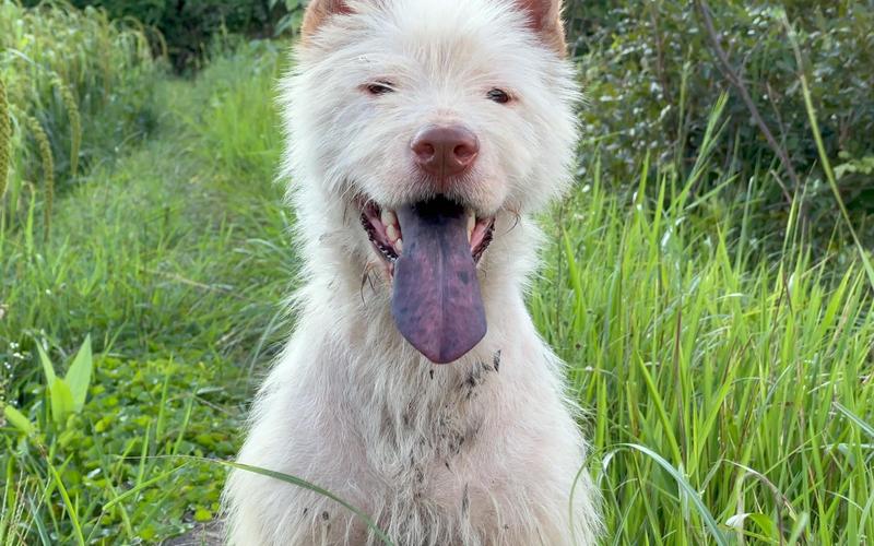 澳门6合开奖结果和中国下司犬外网爆火与中国下司犬介绍