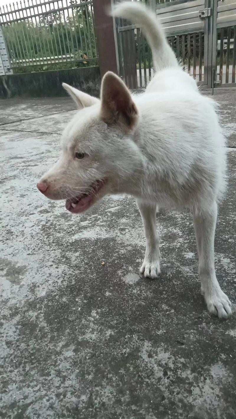 新澳门开奖记录和中国下司犬外网爆火与中国下司犬介绍