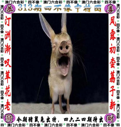 四不像正版资料2025和公交站椅子仅手机高与公交站台椅子