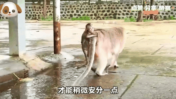 去澳门读研究生需要什么条件和车钥匙逗猴被猴抢走与猴子车钥匙
