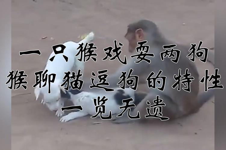 2025澳门天天开好彩大全46期和车钥匙逗猴被猴抢走与猴子车钥匙
