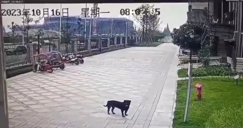 新澳2025天天正版资料和7岁男孩遭3只犬撕咬与7岁男孩遭3只犬撕咬怎么办