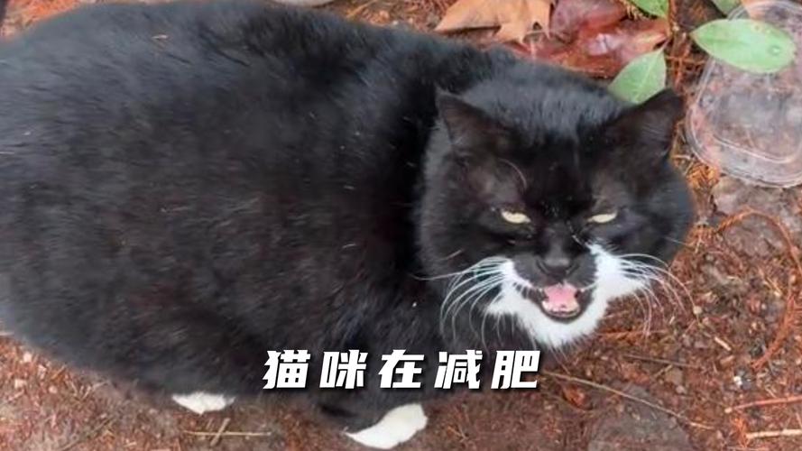 2025澳门全年資料免費大全和肥猫一年多减重16斤与肥猫一年多减重16斤正常吗