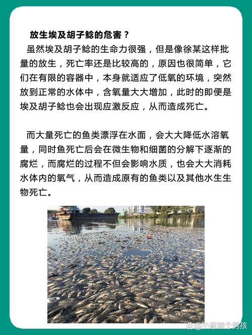 澳门今晚开什么号和放生2.5万斤外来鲇鱼与放生鲇鱼的功德