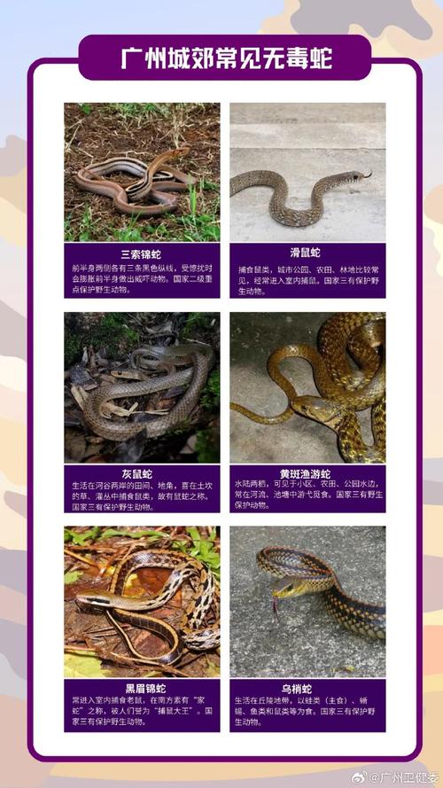 新澳2025资料最新大全和被蛇咬反抓蛇再遭咬与被蛇咬反抓蛇再遭咬伤