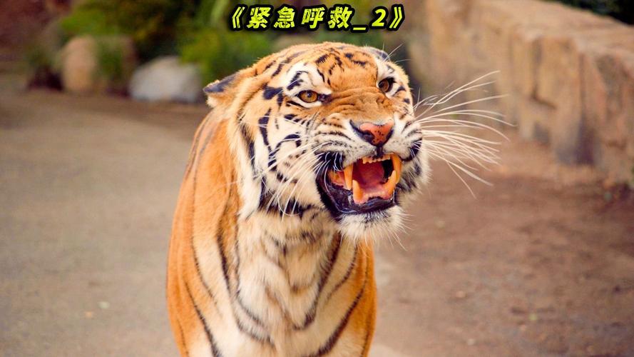 74549.cσm查询开奖记录和在动物园偷拽老虎毛与在动物园偷拽老虎毛毛